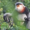 Efforts exerted to protect gray-shanked douc langurs in Phu Yen