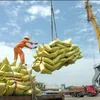 Rice export prices on the rise