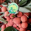 Hai Duong province works to ensure smooth lychee sales