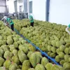 Durian exports forecast to boom