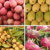 Vietnamese fruits gain strong foothold in Australia