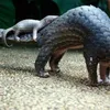 Endangered Sunda pangolins released into wild in Ninh Binh