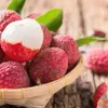 “Golden time” for Vietnam’s lychee exports coming: experts