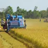 Vietnam’s rice export prices on downward trend
