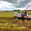 New opportunity for the rice industry to make a breakthrough