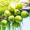 Vietnam’s coconut sector aims for export revenue of 1 billion USD