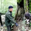 Rare stump-tailed macaque released to nature in Ha Giang