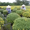 Mekong Delta farmers busy preparing Tet flowers