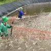 Vietnam’s shrimp sector still has strong potential for growth