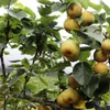 Lao Cai to host ripe pear picking festival