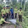 Asiatic brush-tailed porcupines released into wild in northern Vietnam