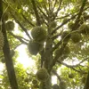 Durian exports to reach 2 billion USD