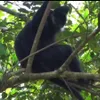 Bac Kan discovers white-cheek langur for the first time