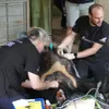 Two captive bears rescued in southern Binh Duong province