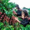 Coffee industry striving to adapt to EU’s anti-deforestation law