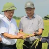 Organic rice farming yields fruits