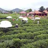 Thai Nguyen taps into tea culture to boost tourism