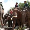 Dak Lak: Domestic elephants enjoy buffet on World Elephant Day