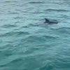 Dolphins, whales spotted multiple times around Co To island