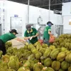 Vietnamese durian exports reel in about 2.22 billion USD