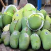 An Giang exports first green-peel elephant mangoes to Australia, US