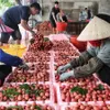 Efforts to increase market share of agricultural exports to China