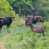 Cat Tien National Park targets to win IUCN Green List recognition