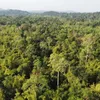 Seminar tackles challenges for Vietnam's forestry development