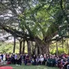 Writing contest on Vietnamese heritage trees launched