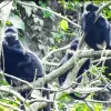 Hatinh langur spotted in Quang Tri