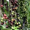 Coffee exports exceed 3 billion USD