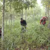 Strengthening forest management, protection and development