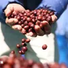 Vietnam – EU’s second biggest coffee supplier in 2023