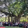 Writing contest on Vietnamese heritage trees launched