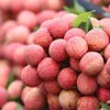 Soaring lychee prices drive Bac Ninh’s early-season revenue past 2.6 trillion VND