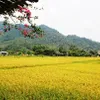 Visiting Da Nang’s commune of Hoa Bac during ripe rice season