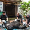 One more Asian black bear rescued in Hanoi