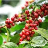 Vietnam posts over 100% growth in coffee exports to Spain