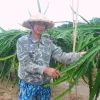 Efficiency from the largest dragon fruit growing area in Hai Phong