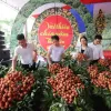 Tan Yen early maturing lychee estimated to reach 15,000 tonnes