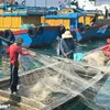 Tien Giang works hard on IUU fishing combat