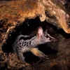 10 Owston’s palm civets born in captive environment