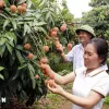 Bac Giang’s lychee reaches out to choosy markets