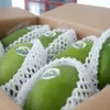 Can Tho exports first green-peel elephant mango to Australia, US