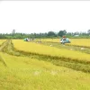 Quality varieties spur Vietnamese rice industry's growth: experts