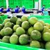 Vietnam’s fresh pomelo licensed to export to RoK