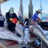 Australia shares experience in IUU fishing combat with Vietnam