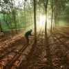 Vietnamese firms urged to quickly adapt to EU Deforestation Regulation