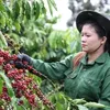 Vietnam’s coffee market share in traditional markets increases