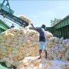 Vietnam, Thailand vie for larger rice market share in Philippines